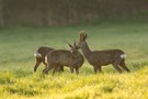 Rehe am Niederrhein