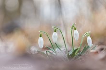 Schneeglöckchen