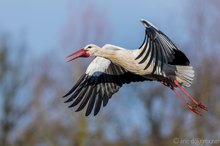 Der Frühling naht im Fluge