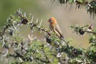 Veilchenastrild Weibchen