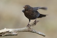 Ein gewöhnlicher Vogel