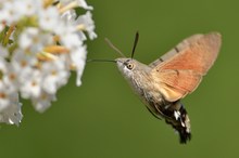 Taubenschwänzchen