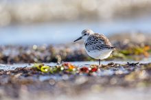 Sanderling am Darßer Strand