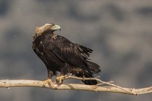 Spanischer Kaiseradler