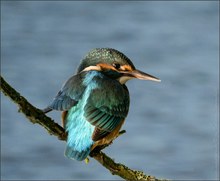 Ein junger Eisvogel der von den Eltern verjagt wurde.