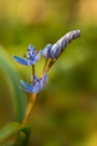 Scilla bifolia