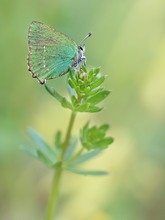 Grüner Zipfelfalter