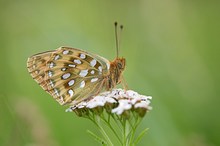 Großer Perlmuttfalter