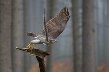 Habicht (Accipiter gentilis)