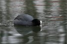 ein Blässhuhn auf dem Neckar