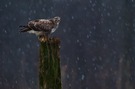 Bussard im Schnee