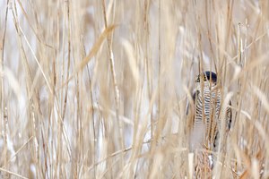 Das scharfe Auge im Schilf