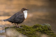 Wasseramsel