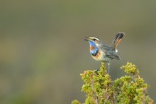 Blaukehlchen