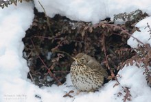 Singdrossel im Winter