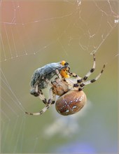 *Araneus quadratus*