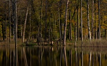 Serrahner Wald