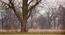 Vorfrühling in der Lewitz...