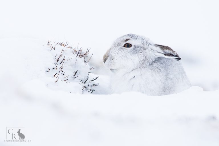 Der weiße Hase