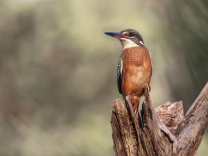 Eisvogel