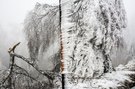 Altmünster, ab 800m bei -2° gefrierender Nebel teilweise 10cm langer Raureif