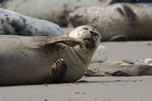 Seehunde und Kegelrobben