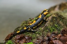Feuersalamander