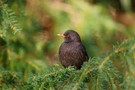 Amsel im Licht