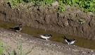 Baumaterial gesucht!