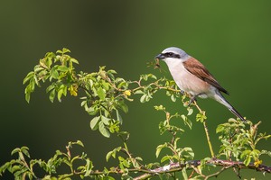 Neuntötermännchen mit Beute