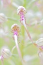 - Orchideen-Aquarell -