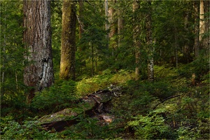 Kann man sich an Wald berauschen?