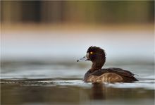 Reiherente am Ulmener Weiher