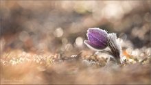 ~ Pulsatilla-Glitzerwelt ~