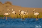 Flamingos in einer Brackwasser-Lagune