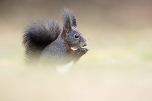 Eichhörnchen