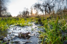 den ersten Springfrosch in diesem Jahr...