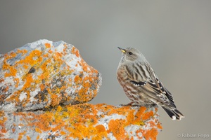 Alpenbraunelle (Prunella collaris)