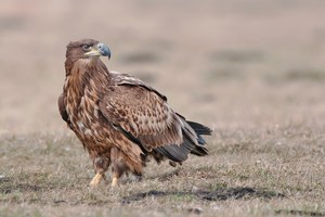 Seeadler