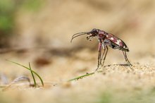 Dünen-Sandlaufkäfer (Cicindela hybrida)