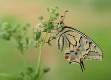 Papilio machaon