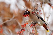 Pestvogel