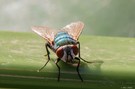Schmeißfliege