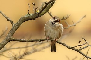 Frau Spatz, die nun doch ein Männchen ist