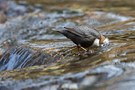 Wasseramsel auf Tauchgang