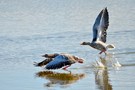 Gänse beim Starten