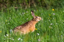 Feldhase in der Blumenwiese