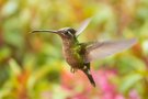 Violettkron-Brilliantkolibri - Magnificent Hummingbird - Eugenes fulgens - fem