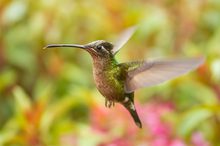 Violettkron-Brilliantkolibri - Magnificent Hummingbird - Eugenes fulgens - fem