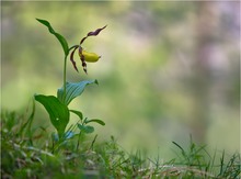 Cypripedium calceolus